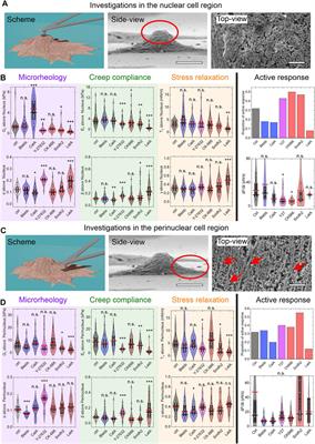 Oscillatory Microrheology, Creep Compliance and Stress Relaxation of Biological Cells Reveal Strong Correlations as Probed by Atomic Force Microscopy